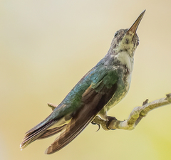 Chrysuronia coeruleogularis