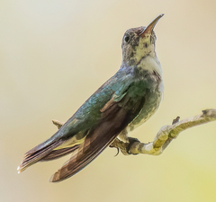 Chrysuronia coeruleogularis