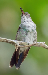 Chrysuronia coeruleogularis