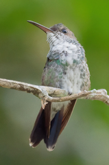 Chrysuronia coeruleogularis