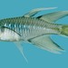 Pseudomugilidae - Photo (c) FishWise Professional, alguns direitos reservados (CC BY-NC-SA)