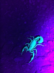 Androctonus crassicauda