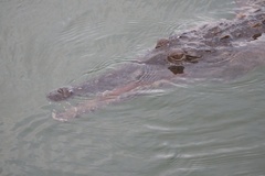 Crocodylus johnstoni