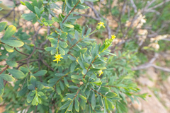 Lasiosiphon socotranus