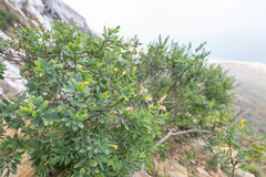 Lasiosiphon socotranus