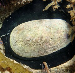 Scutus antipodes