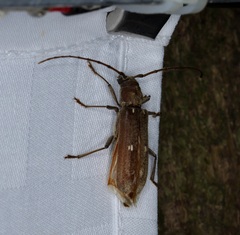 Gnatholea eburifera