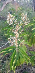 Miconia xalapensis
