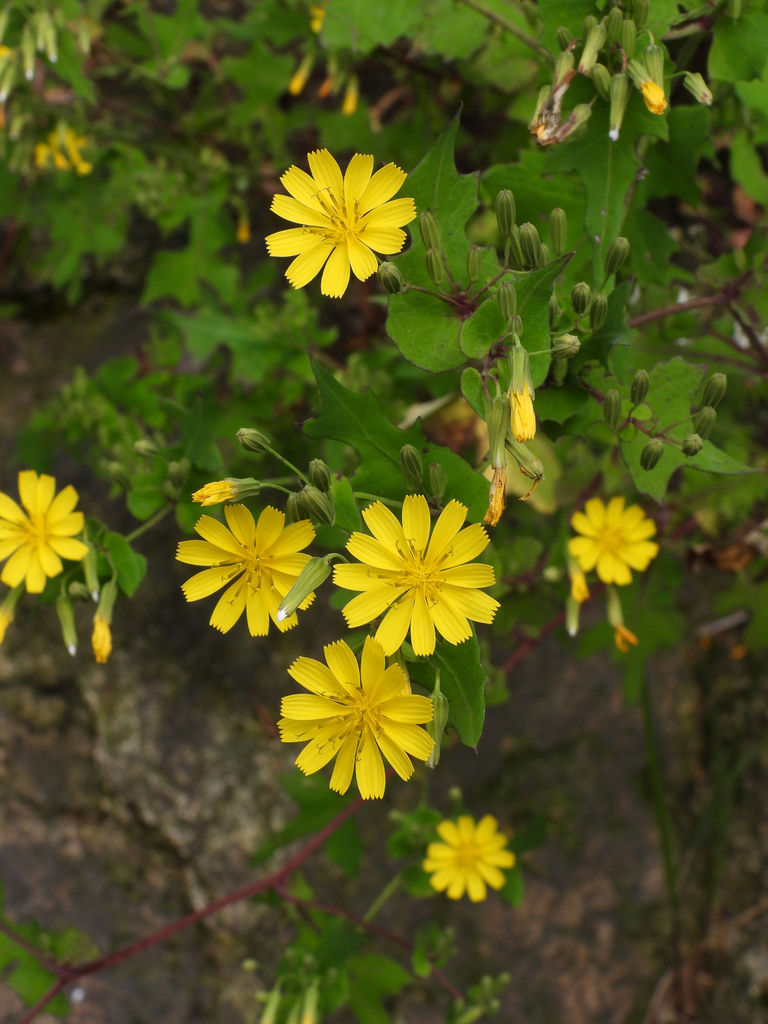 Rồng cúc có răng (Crepidiastrum denticulatum)