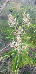 Miconia xalapensis