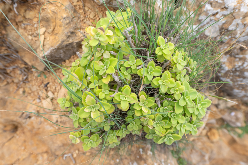 Coleus socotranus