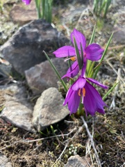 Olsynium douglasii