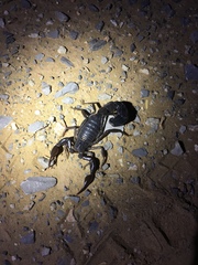 Androctonus crassicauda