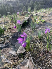 Olsynium douglasii