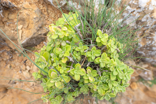 Coleus socotranus image