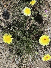 Malacothrix glabrata