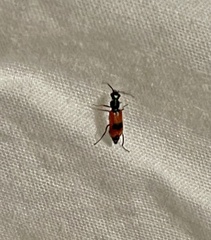 Anthocomus equestris