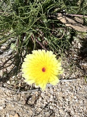 Malacothrix glabrata