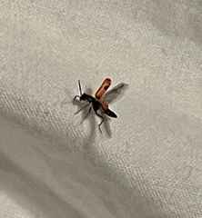 Anthocomus equestris