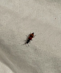 Anthocomus equestris