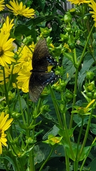 Papilio glaucus