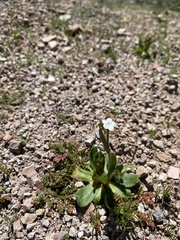 Plagiobothrys nothofulvus