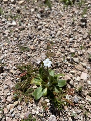 Plagiobothrys nothofulvus