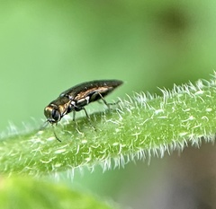 Agrilus