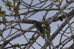 Setophaga coronata