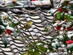 Zosterops simplex simplex