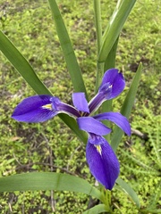 Iris savannarum
