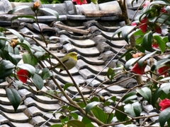 Zosterops simplex simplex