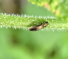 Agrilus