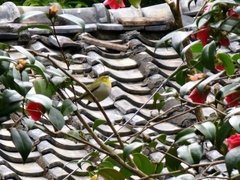 Zosterops simplex simplex