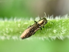 Agrilus