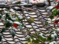 Zosterops simplex simplex