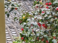 Zosterops simplex simplex