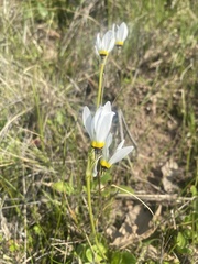 Primula clevelandii