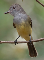 Myiarchus panamensis