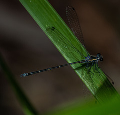 Austroargiolestes icteromelas