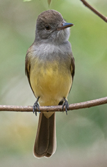 Myiarchus panamensis