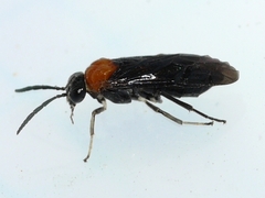 Blennocampinae