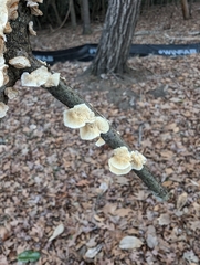 Trametes versicolor