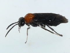 Blennocampinae