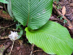 Goeppertia granvillei