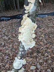Trametes versicolor