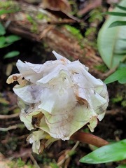 Goeppertia granvillei