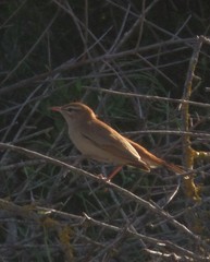 Cercotrichas galactotes