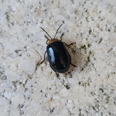 Morphosphaera caerulea