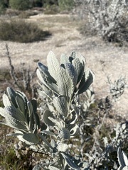 Eriodictyon tomentosum